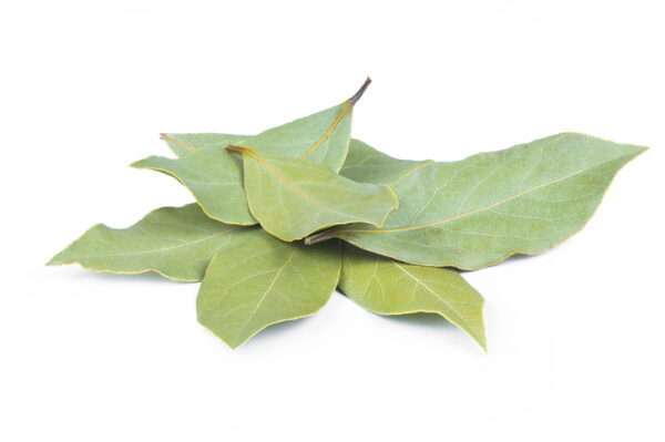 HOJAS DE LAUREL